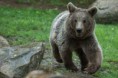 /album/animaux-en-danger/ours-brun-jpg/